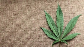 Pemerintah Didesak Lakukan Penelitian Ganja untuk Pengobatan