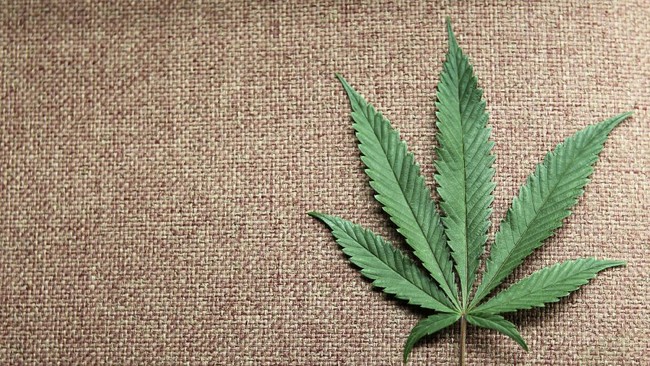 Pengalaman empiris Fidelis bisa menjadi pertimbangan. Dengan ekstrak ganja yang diolah, Fidelis sempat berhasil mengobati istrinya yang menderita Syringomyelia.