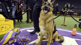 Anjing Gembala Jadi 'Raja' di Amerika Serikat