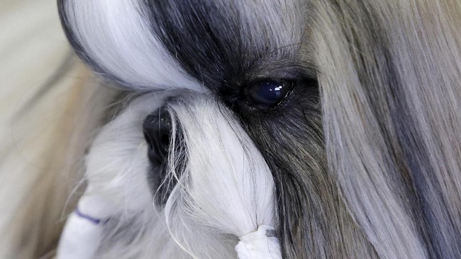Anjing Gembala Jadi 'Raja' di Amerika Serikat