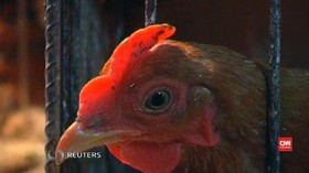 Kematian Akibat Flu burung Melonjak di China