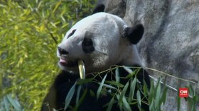 Demi Kelangsungan Spesies, Panda Bao Bao 'Pulang Kampung'