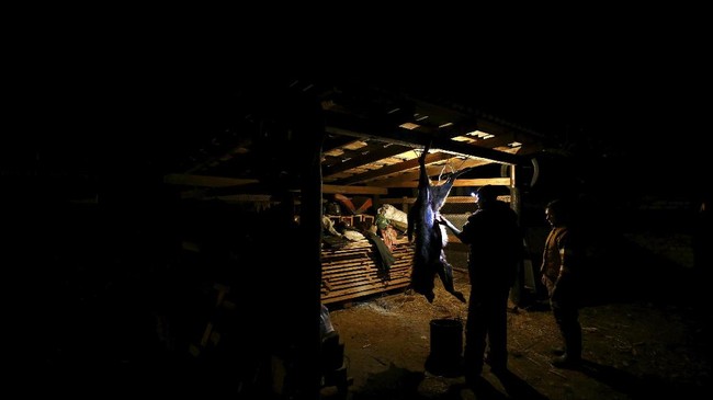 Kisah Pemburu Serigala di Tepi Wilayah Chernobyl