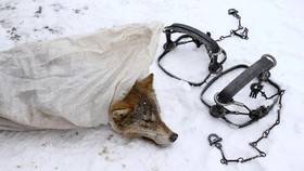 Kisah Pemburu Serigala di Tepi Wilayah Chernobyl