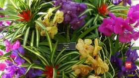 Warna-Warni Pameran Anggrek di New York