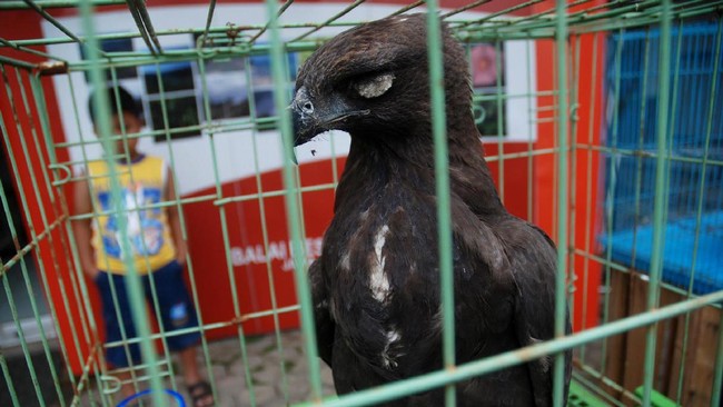 Pelepasliaran enam elang brontok dilakukan BKSDA Aceh, sebelumnya mereka sudah melakukannya pada orangutan dan owa siamang.