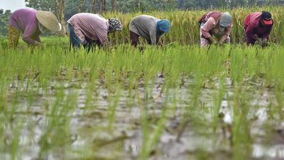 BRI Salurkan KUR Rp80,09 T ke Sektor Pertanian