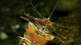 Cacing Monster dari Zaman  Purba