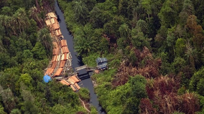 Satgas PKH berhasil menguasai kembali 2,09 juta hektare lahan hutan. Fokus penertiban di Taman Nasional Tesso Nilo dan Kerinci Seblat untuk konservasi.