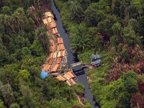 Satgas PKH Kembali Kuasai 2,09 Juta Hektare Hutan, Termasuk Tesso Nilo