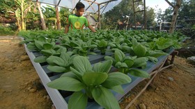 Mengawinkan Komputasi dan Hidroponik