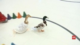 Anak TK di AS Gelar Pernikahan Bebek