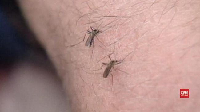 Kemenkes membantah penyakit Japanese Encephalitis (JE) telah mewabah di Bali. Tercatat hanya ada satu kasus JE di Bali pada 2018.