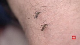 Kemenkes Bantah Ada Wabah Japanese Encephalitis di Bali