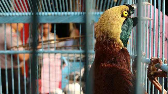 Puluhan burung endemik wilayah Wallacea hingga Papua kini terancam punah karena perburuan liar. Ekowisata birdwatching bisa jadi opsi untuk mengatasinya.