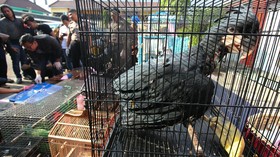 Otoritas Malaysia Tangkap 3 WNI Penyelundup 300 Burung Langka