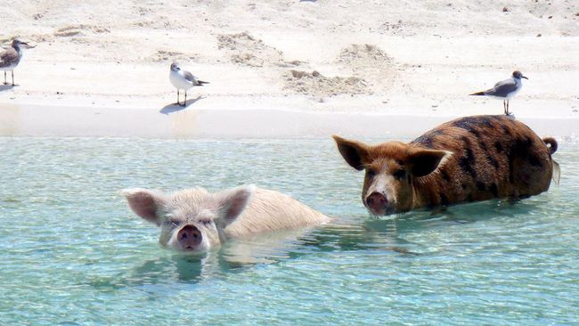 Selain kawasan perairan yang indah, kawanan babi perenang itu juga menjadi salah satu daya tarik industri pariwisata di Big Major Cay, Kepulauan Bahama.