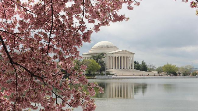 Diramalkan, musim dingin akan berlangsung lebih lama enam minggu. Tapi di Washington, bunga Sakura malah sudah mulai bermekaran.