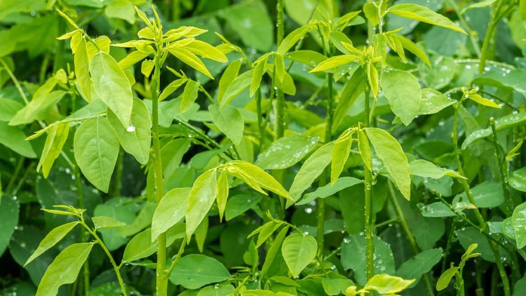 Rahasia Kandungan Daun Katuk yang Bisa Lancarkan Produksi ASI Daun katuk dipercaya bisa melancarkan produksi air susu ibu (ASI). Apa sih isi kandungan daun katuk ini? Baca pemaparannya dari dokter dan konselor laktasi.