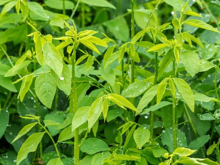 Rahasia Kandungan Daun Katuk yang Bisa Lancarkan Produksi ASI
