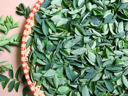 Manfaat Daun Katuk untuk Ibu Menyusui