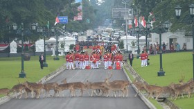 Ahli-ahli IPB Akan Bantu Rawat Binatang Koleksi Istana