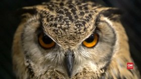 Cerita Kelam di Balik Menjamurnya Kafe Burung Hantu di Jepang
