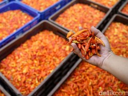 Harga Sembako Jogja Hari Ini 18 Desember 2025: Cabai Rawit Merah Ambles!