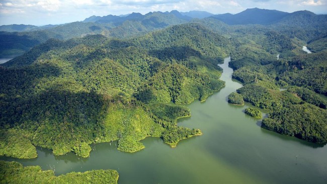Energi mikrobiologi disebut sebagai generasi kedua dan ketiga sumber energi dunia. Energi ini hanya ada di hutan tropis. Bagaimana nasib hutan kita?