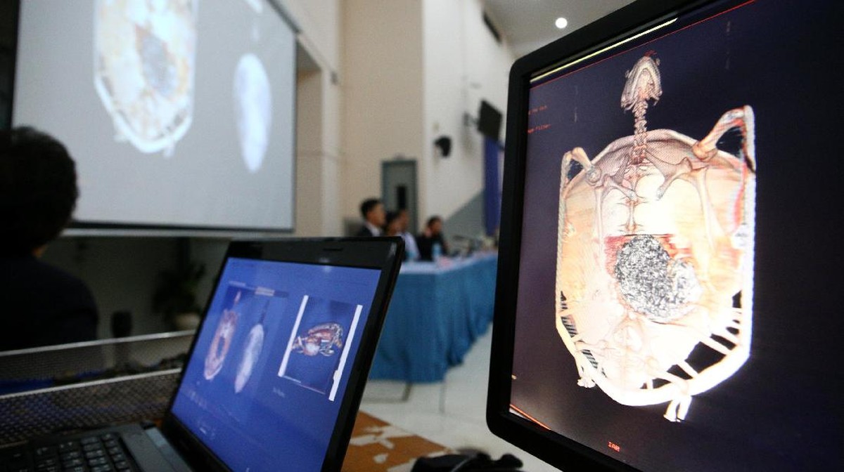Sukses Operasi Pengambilan 915 Koin Di Perut Penyu Omsin