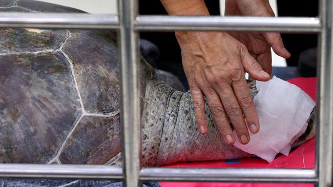 Selain membangun kawasan konservasi, Dinas KKP Sumatera Barat juga akan mengedukasi masyarakat mengenai bahaya mengonsumsi telur dan daging penyu.