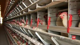 Mengenal Flu Burung yang Mewabah di China