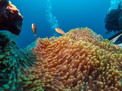 Pelaku Wisata Selam Labuan Bajo Ajak Traveler untuk Jaga Laut