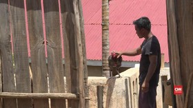 Tarung Ayam Jadi Olahraga Terpopuler di Madagaskar