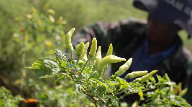 Harga cabai rawit hijau naik 14,39 persen menjadi rata-rata Rp40.950 per Kg. Namun, di Tarakan, harganya tembus Rp75.650 per Kg.