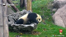 Anak Panda Raksasa yang Menggemaskan