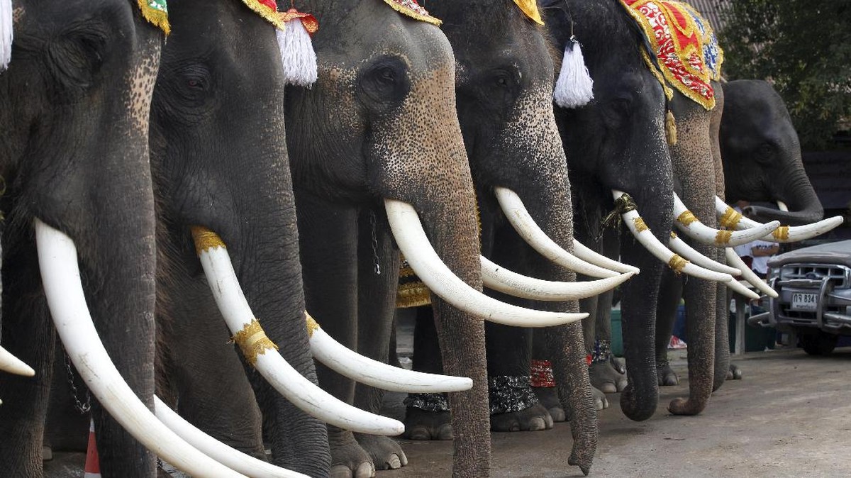 Pesta Buah di Hari Gajah