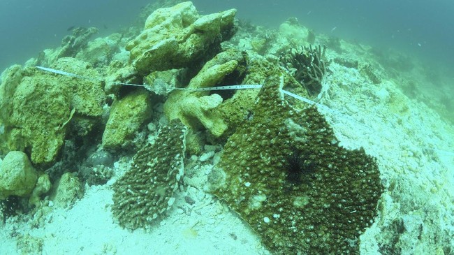 Pemilik kapal Caledonian Sky, Noble Caledonia menyatakan penyesalannya atas rusaknya terumbu karang di Raja Ampat karena kapal mereka.
