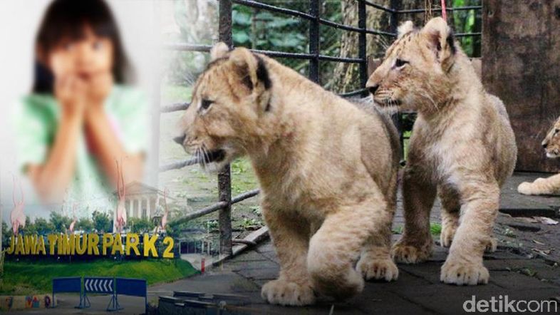 Unduh 960 Gambar Harimau Untuk Anak Tk Paling Bagus 