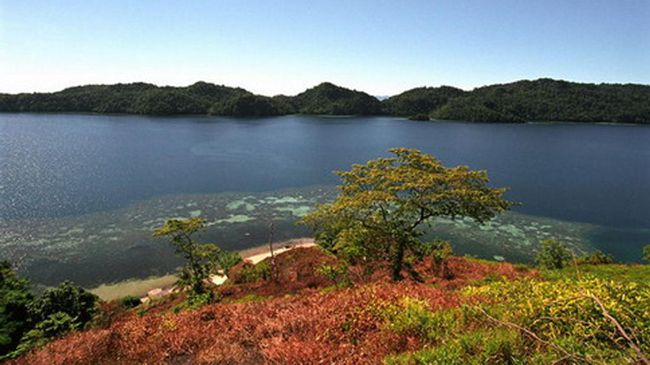 Eksploitasi berlebihan dikhawatirkan merusak ekosistem ikan puri, yang selama ini menjadi santapan hiu paus di Taman Nasional Teluk Cenderawasih (TNTC).