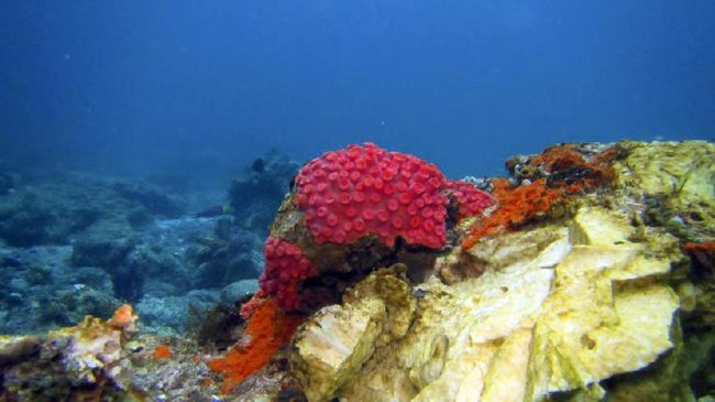 Raja Ampat terkenal bagai surga, karena alamnya yang cantik. Tapi dua jam dari sana, ada masyarakat lokal yang muram dengan nasib hidupnya.