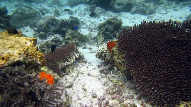Butuh puluhan tahun untuk merehabilitasi terumbu karang yang rusak, padahal setiap harinya ada orang yang mencari nafkah dari industri pariwisata Raja Ampat.