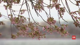 Badai Salju Renggut Keindahan Festival Bunga Sakura