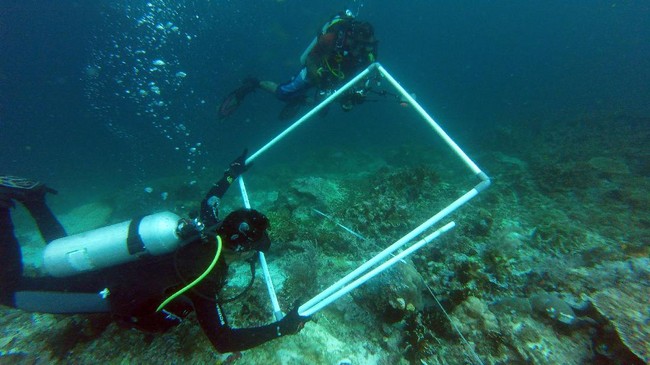 Pemerintah pun kini tengah menyiapkan tuntutan ganti rugi terhadap kapal pesiar MV Caledonia Sky atas kerusakan terumbu karang di kawasan perairan Raja Ampat.