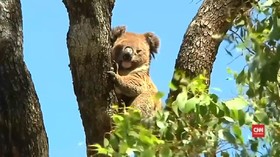 Perubahan Iklim Membuat Koala Kesulitan Mencari Sumber Air