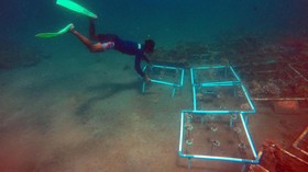 Menjaga Keramaian Bawah Laut Pesisir Sumatera Barat