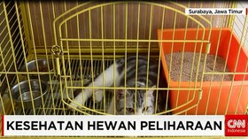 Pola Hidup Sehat Hewan Peliharaan