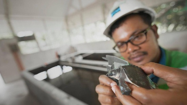PT Inalum mengaku bakal menalangi pembelian 10 persen saham PT Freeport Indonesia oleh Pemda Papua senilai US$856 juta atau sekitar Rp12 triliun.