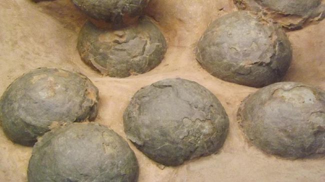 Seorang pria ditangkap karena mencuri puluhan fosil telur dinosaurus di China. Aksi ini bukan yang pertama di China.