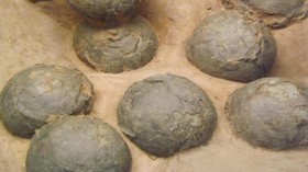 Pria China Ditangkap karena Curi Fosil Telur Dinosaurus